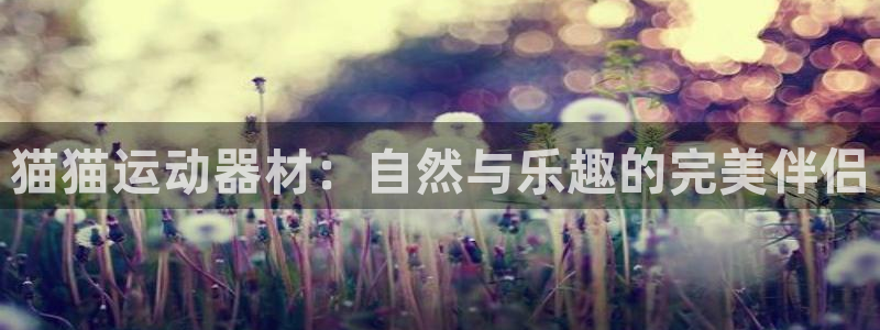 九游官方集团官网：猫猫运动器材：自然与乐趣的完美伴侣